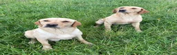 Labrador Retriever dogs for sale: KC Registered Puppies from Health Checked Parents  - Advert 13