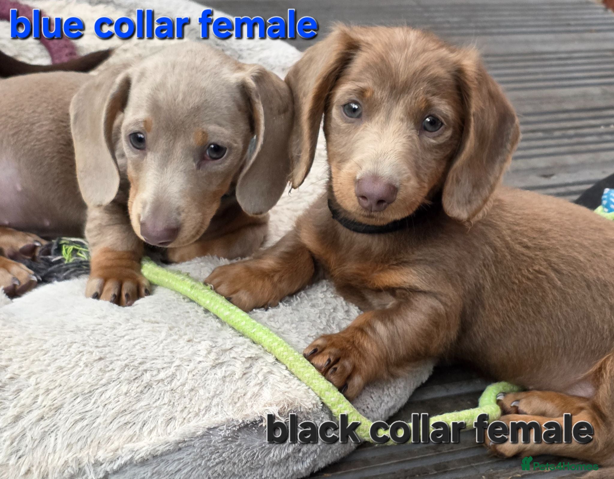 Dachshund dogs READY NOW! Adorable #daschound isabella choc 🐾 - Advert 2