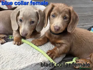 Dachshund dogs READY NOW! Adorable #daschound isabella choc 🐾 - Advert 2