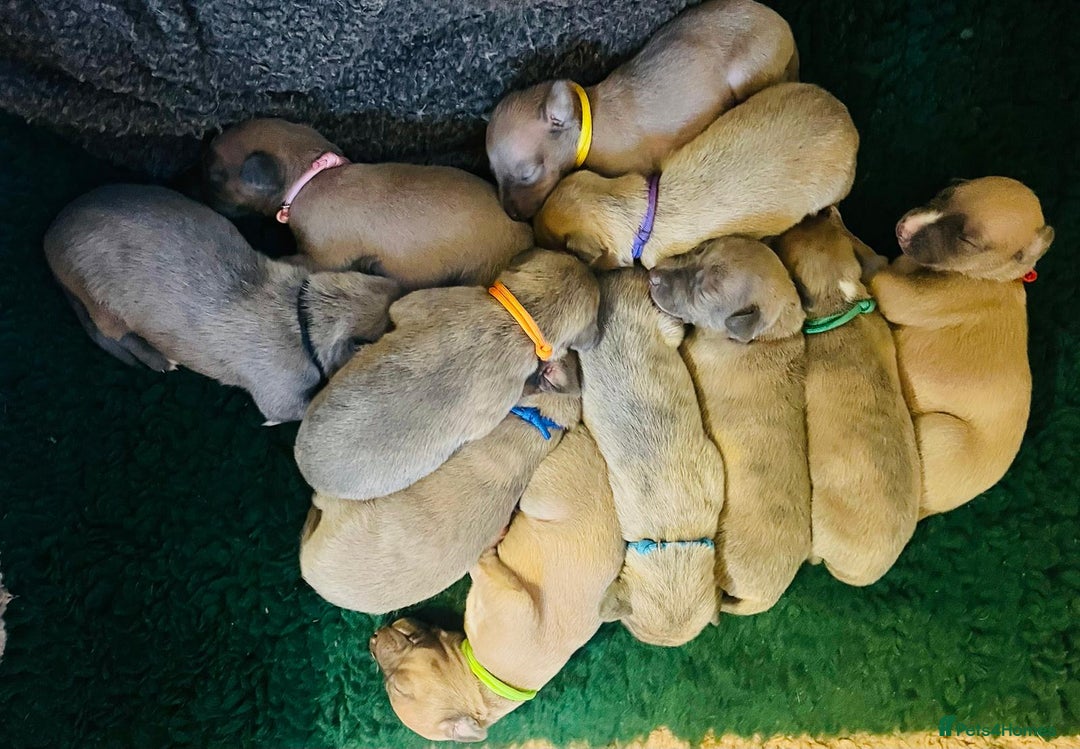 Whippet dogs for sale: Beautiful Whippet Puppies - 3 Boys & 2 Girls - Advert 2