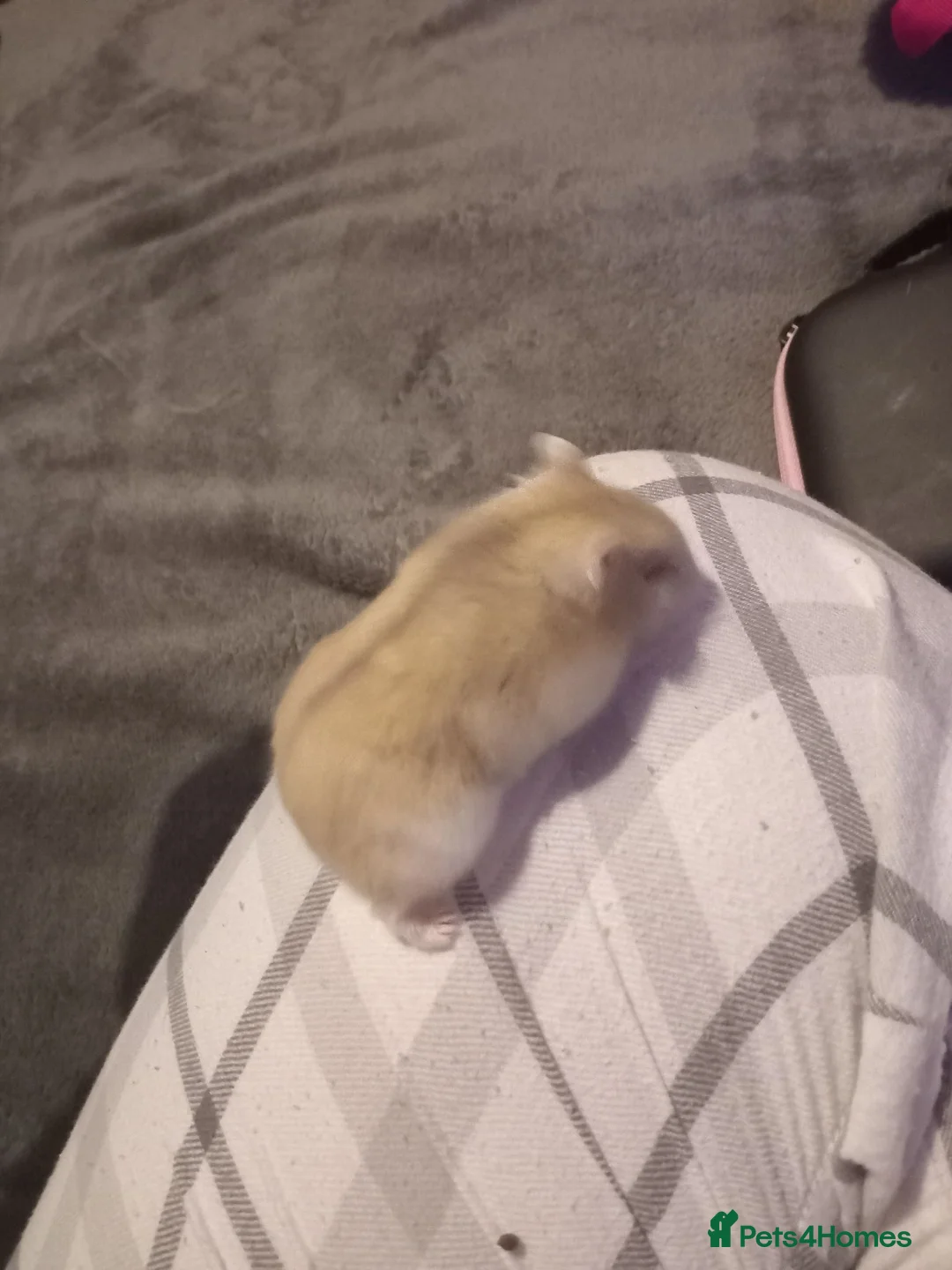 Hamster rodents for sale: Russian dwarf hamster in Brierley Hill - Advert 3