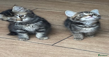 Mixed Breed cats - Advert 12