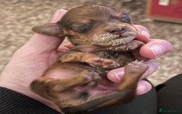 Miniature Dachshund dogs for sale: long haired shaded red Miniature dachshunds  - Advert 5