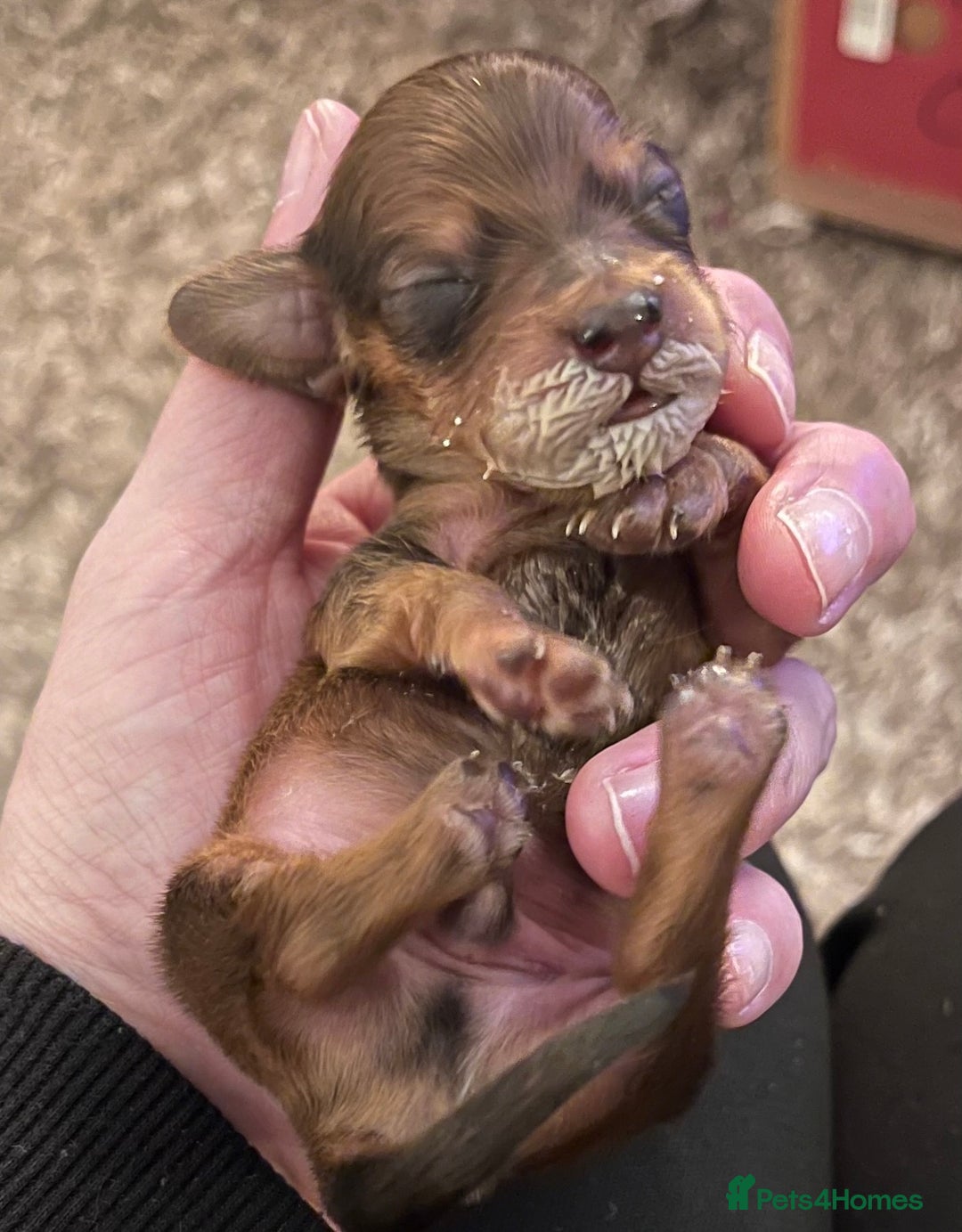 Miniature Dachshund dogs for sale: long haired shaded red Miniature dachshunds  - Advert 5