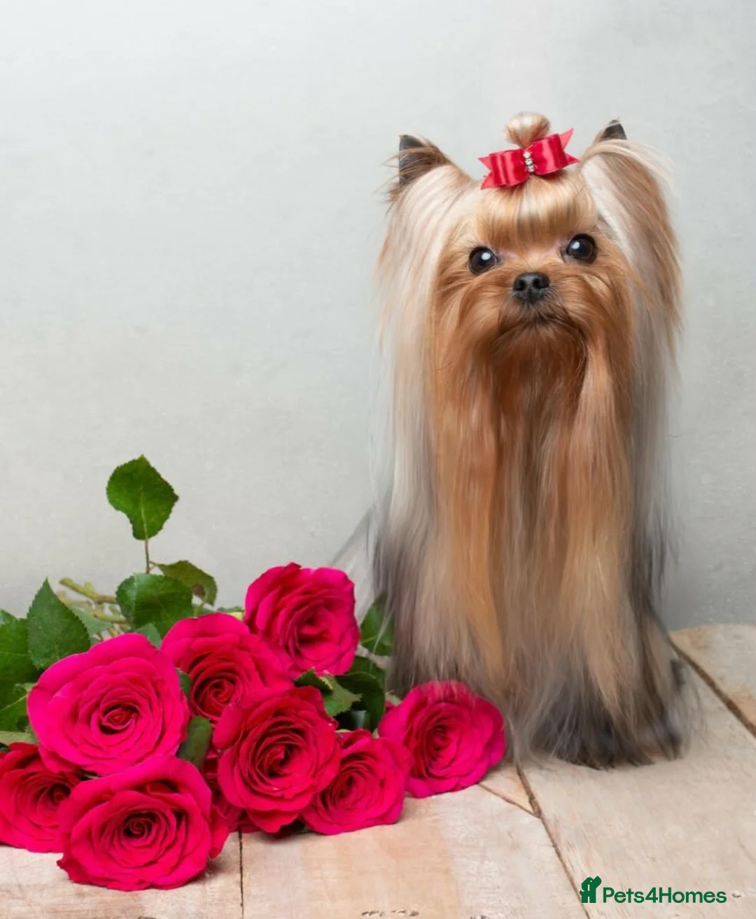 Yorkshire Terrier dogs for sale: Yorkshire Terrier - Advert 15