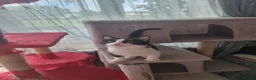 Mixed Breed cats for sale: Female kitten  - Advert 9