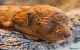 Cavapoo dogs for sale: Gorgeous F1B Fox Red Cavapoo Puppies - Image 7