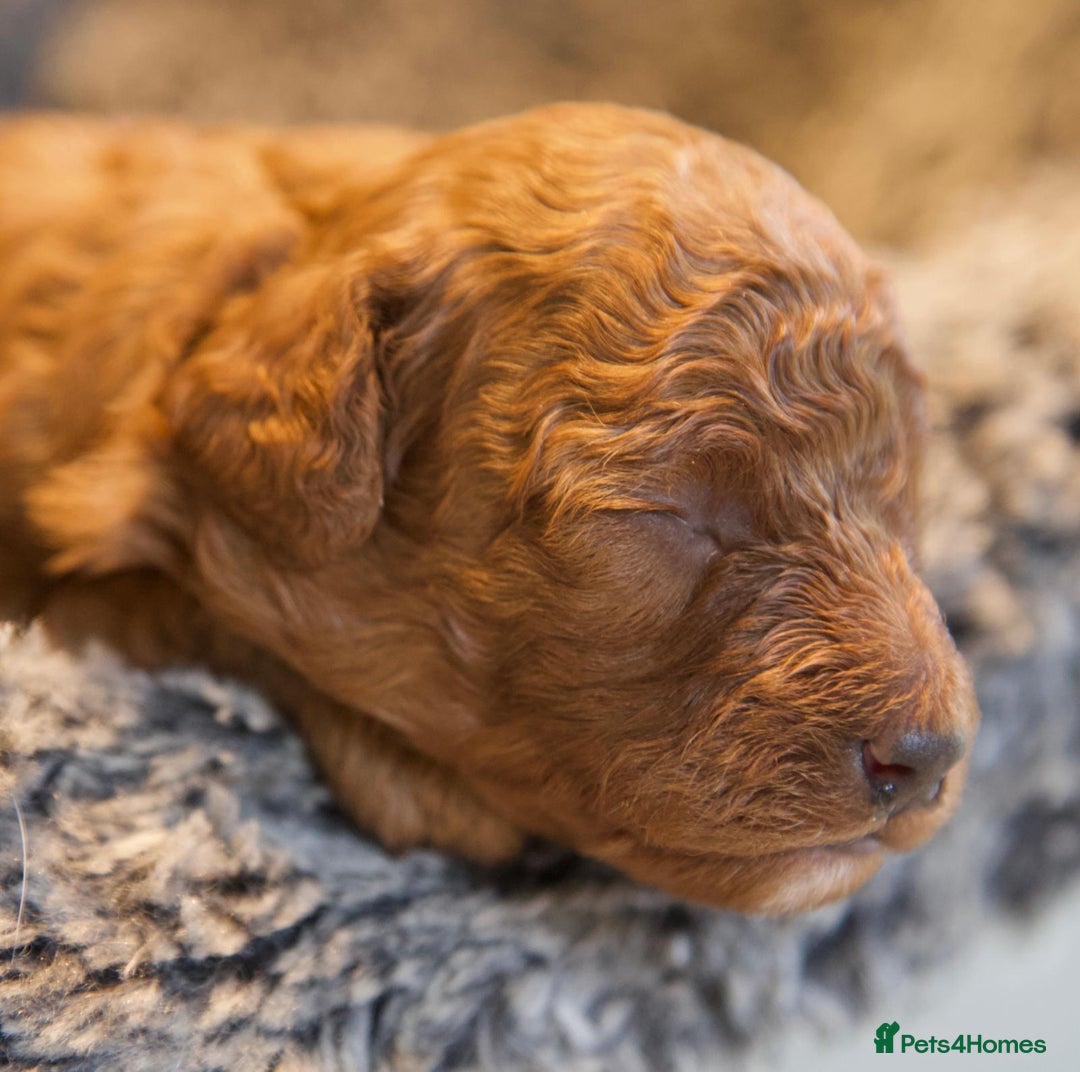 Cavapoo dogs for sale: Gorgeous F1B Fox Red Cavapoo Puppies - Image 7