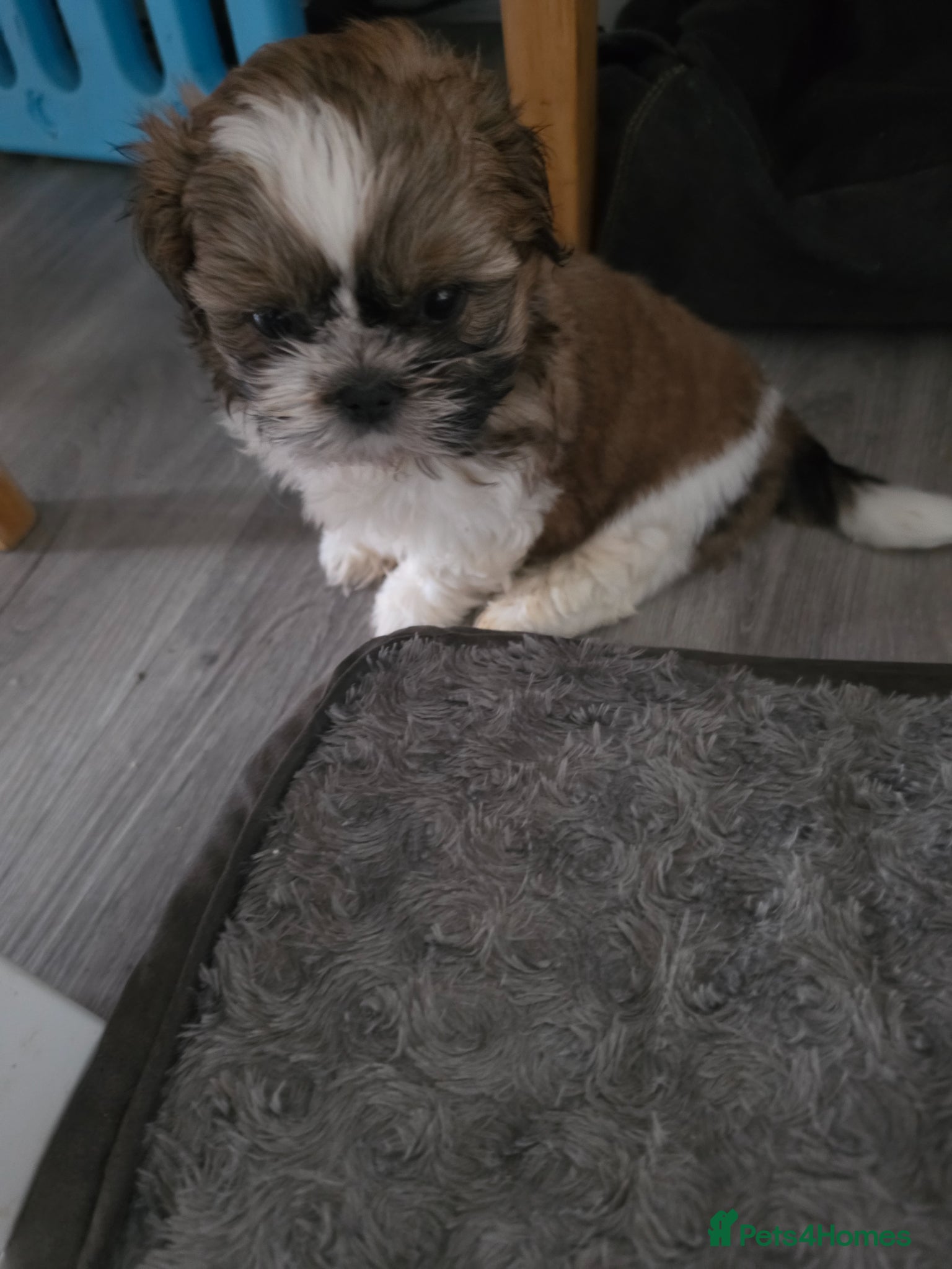Shih Tzu dogs KC REG PEDIGREE CUTE SHIH TZU BOY PUPPIES - Advert 2