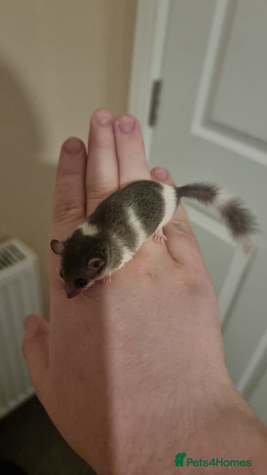 Mouse rodents for sale: Pied African Pygmy Dormice  - Advert 10