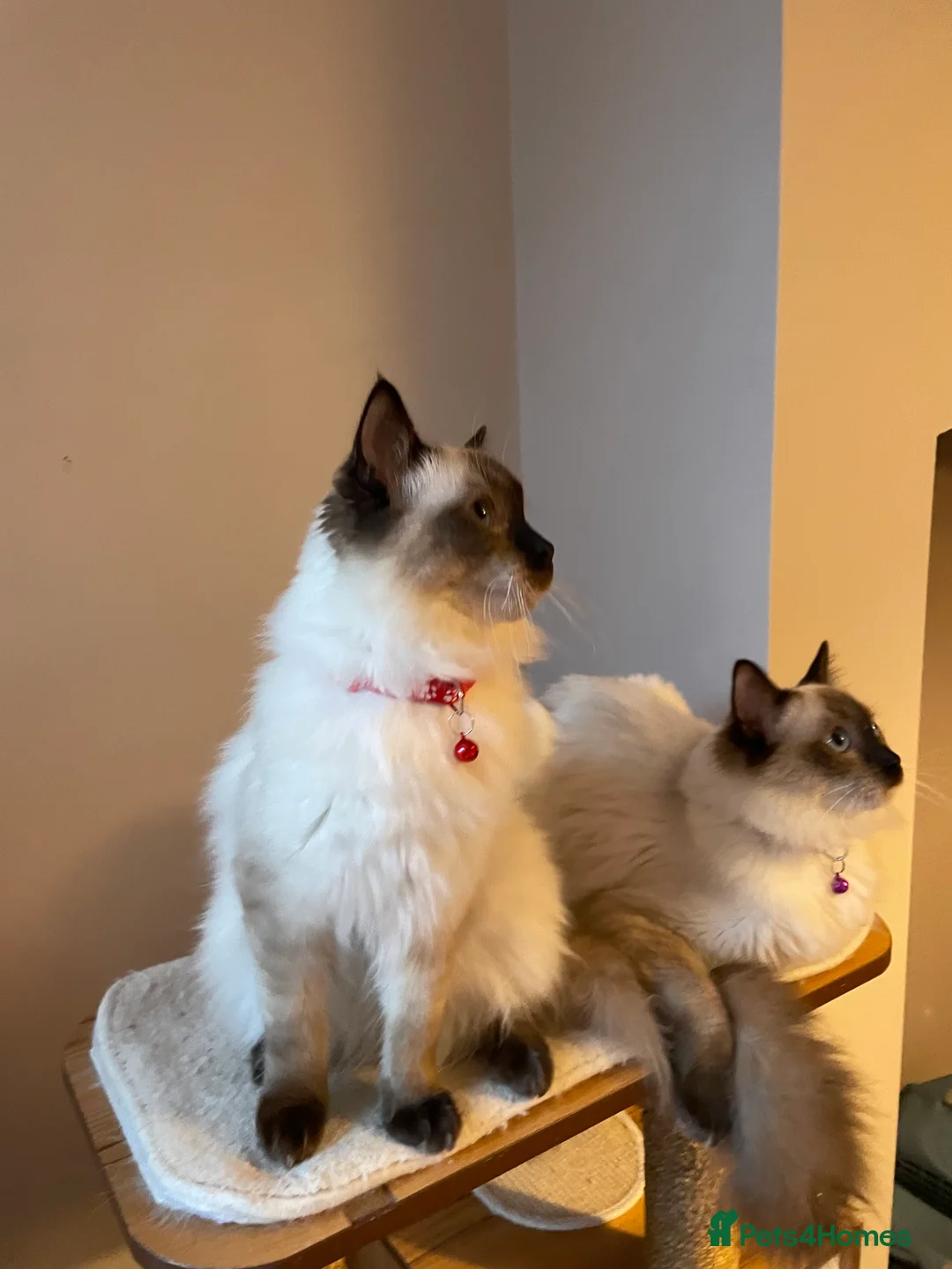 Ragdoll cats for sale: Beautiful Ragdoll boys - Advert 11
