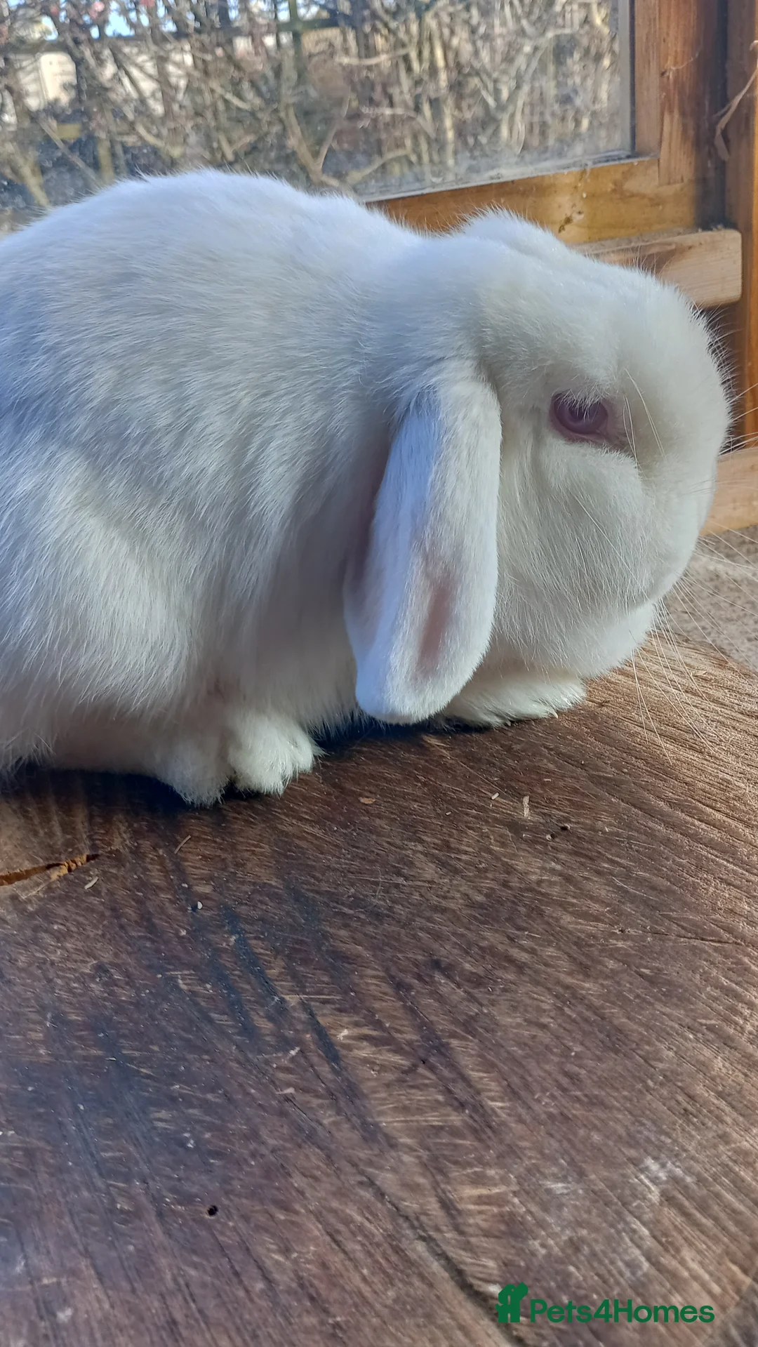 Mini Lop rabbits for sale: Mini Lop Doe - Advert 3