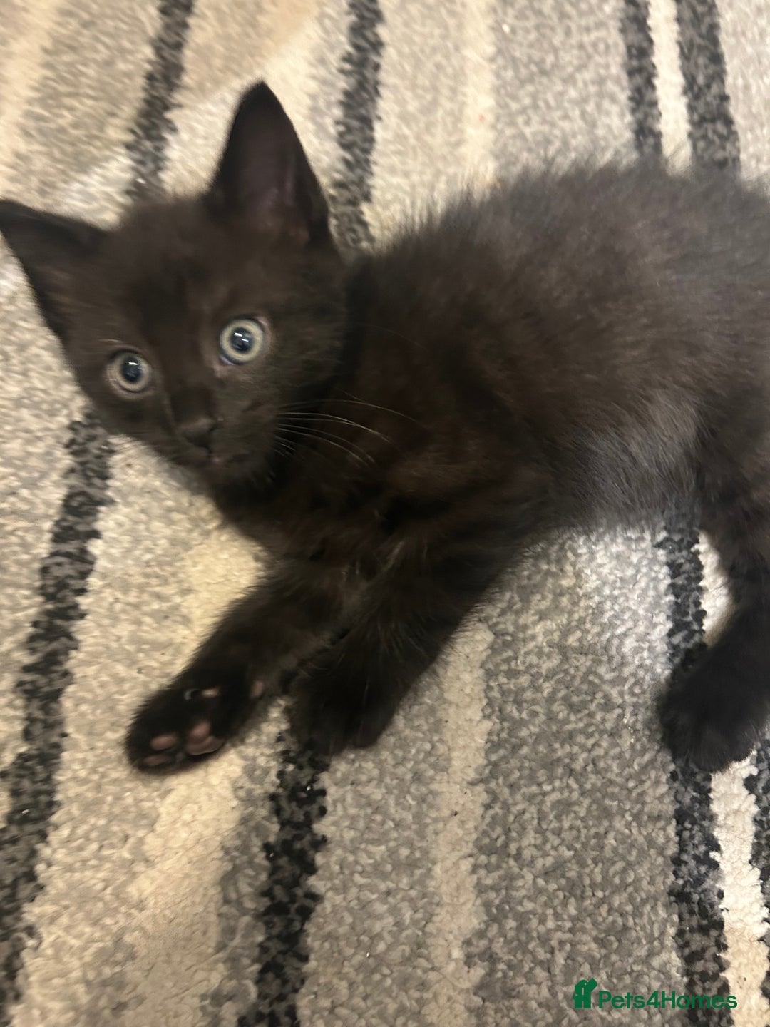 Mixed Breed cats for sale: 2x male kittens - Advert 3