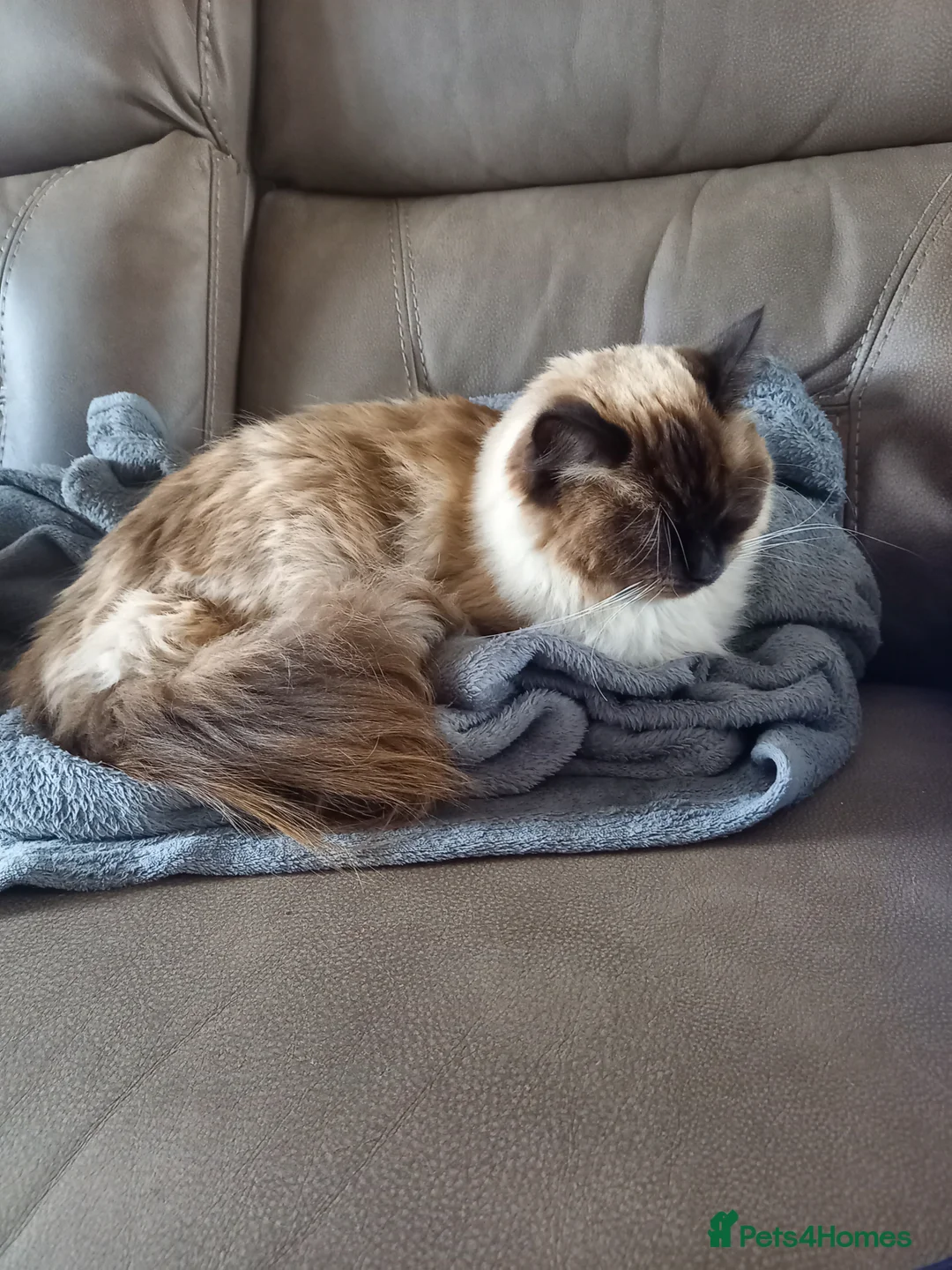 Ragdoll cats for sale: Ragdoll male 3 years old - Advert 3