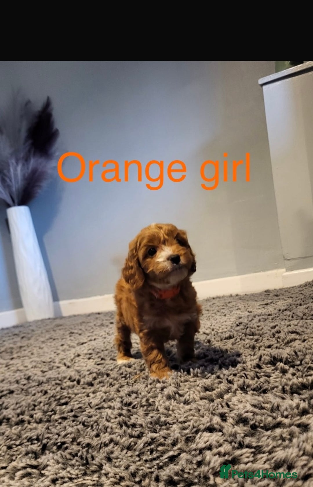 Cavapoo dogs for sale: **Beautiful Cavapoo pups** - Image 8