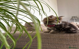 Bengal cats for sale: Bengal x Persian  - Image 3