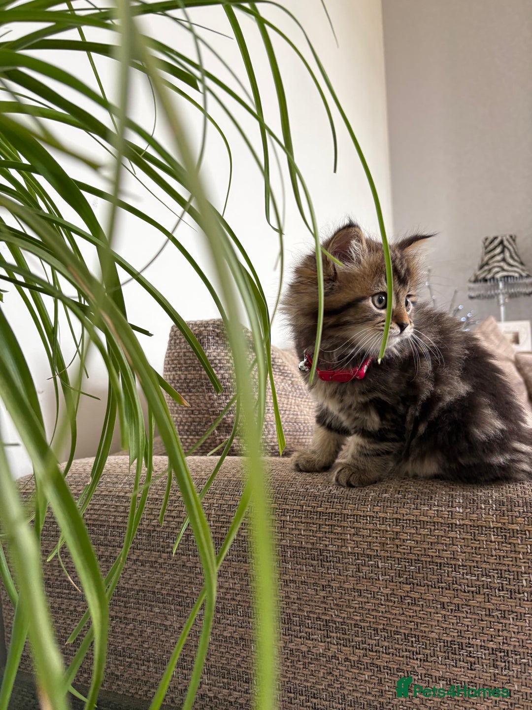Bengal cats for sale: Bengal x Persian  - Image 3