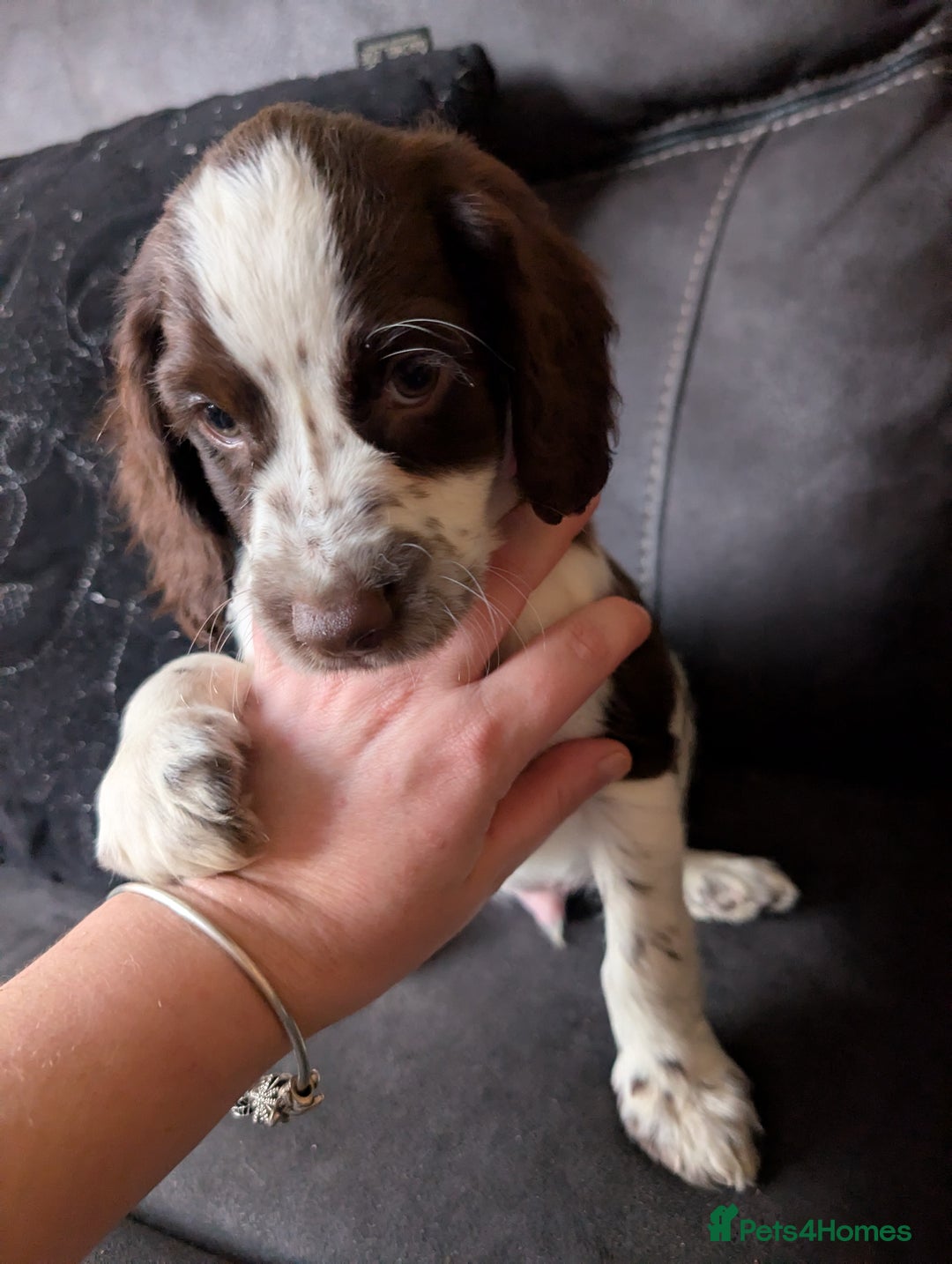 Cocker Spaniel dogs for sale: Cocker spaniel beauties in Shildon - Image 11
