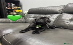 Cane Corso dogs for sale: Chunky Cane Corso Cross Pups – Ready Next Week! - Image 19