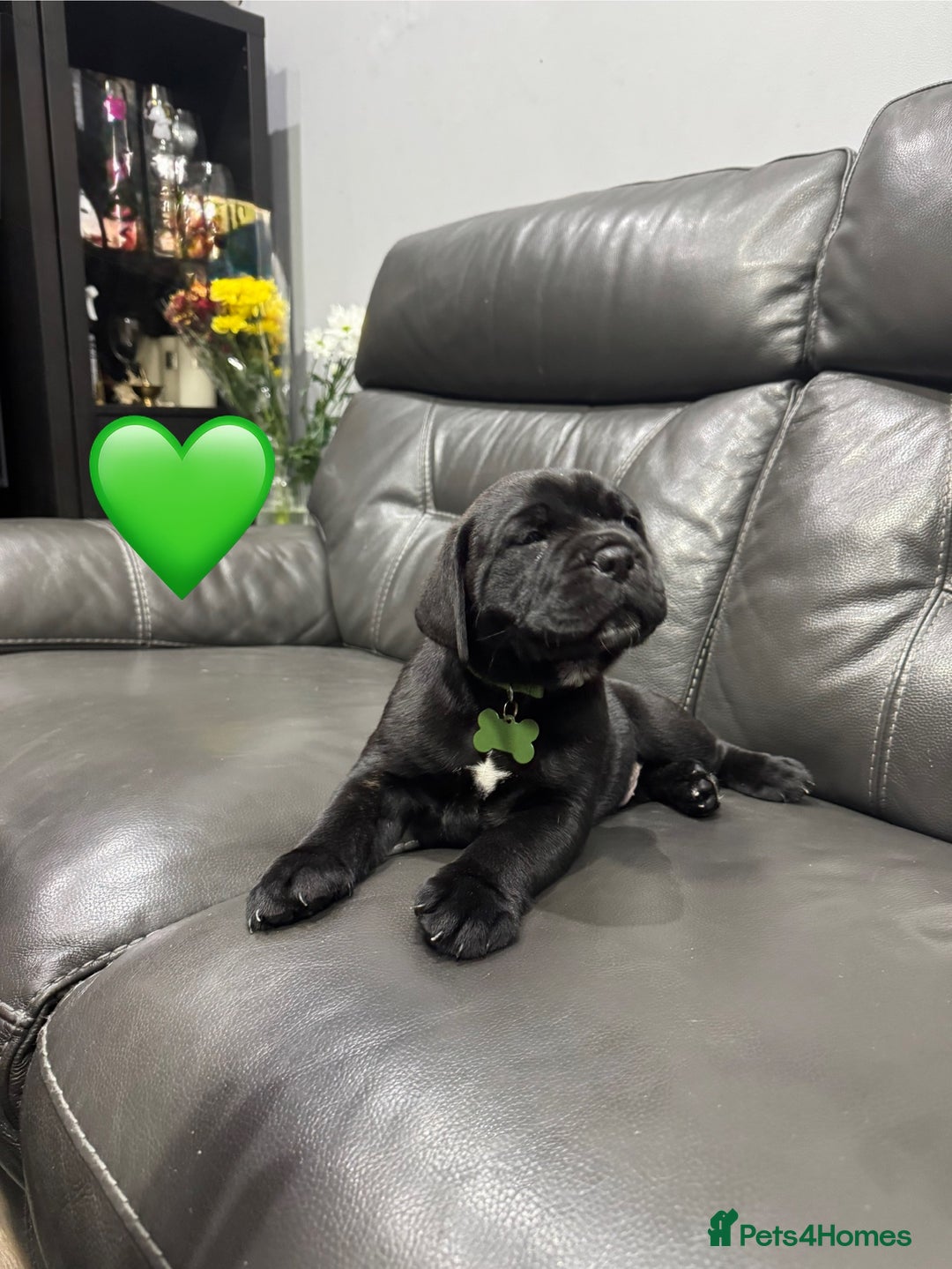 Cane Corso dogs for sale: Chunky Cane Corso Cross Pups – Ready Next Week! - Image 19