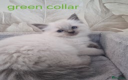 Ragdoll cats for sale: Ready to collect-Blue Point Kittens-Vaccinated - Image 21