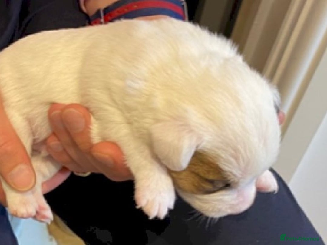 Parson Russell dogs for sale: Litter of Parson Russell Terrier Puppies for Sale - Advert 5