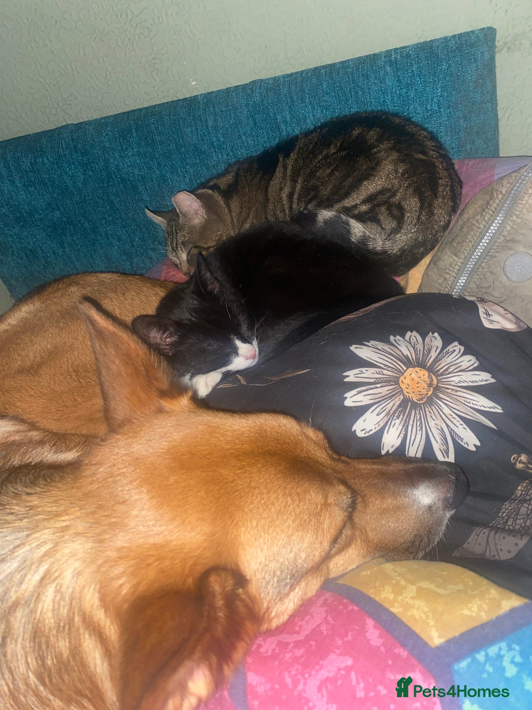 Mixed Breed cats for adoption: Lovely young cat looking for forever home  - Image 6