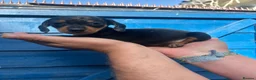 Miniature Dachshund dogs for sale: Dapple miniature dachshunds  - Advert 20