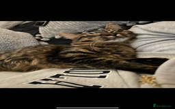 Mixed Breed cats for sale: Maine coon/tabby  - Image 2