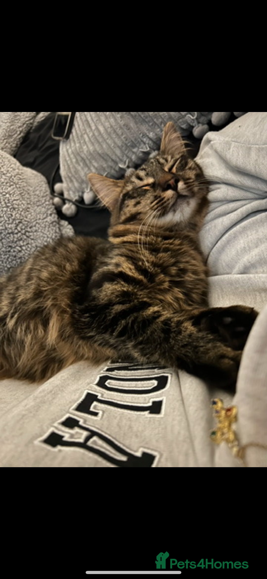 Mixed Breed cats for sale: Maine coon/tabby  - Image 2