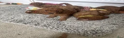 Cockapoo dogs for sale: Beautiful Red F1B cockapoo puppies in Barnsley - Advert 3
