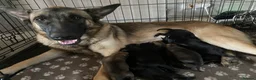 Belgian Shepherd Dog dogs for sale: Belgian Malinois Puppie’s ! - Advert 8