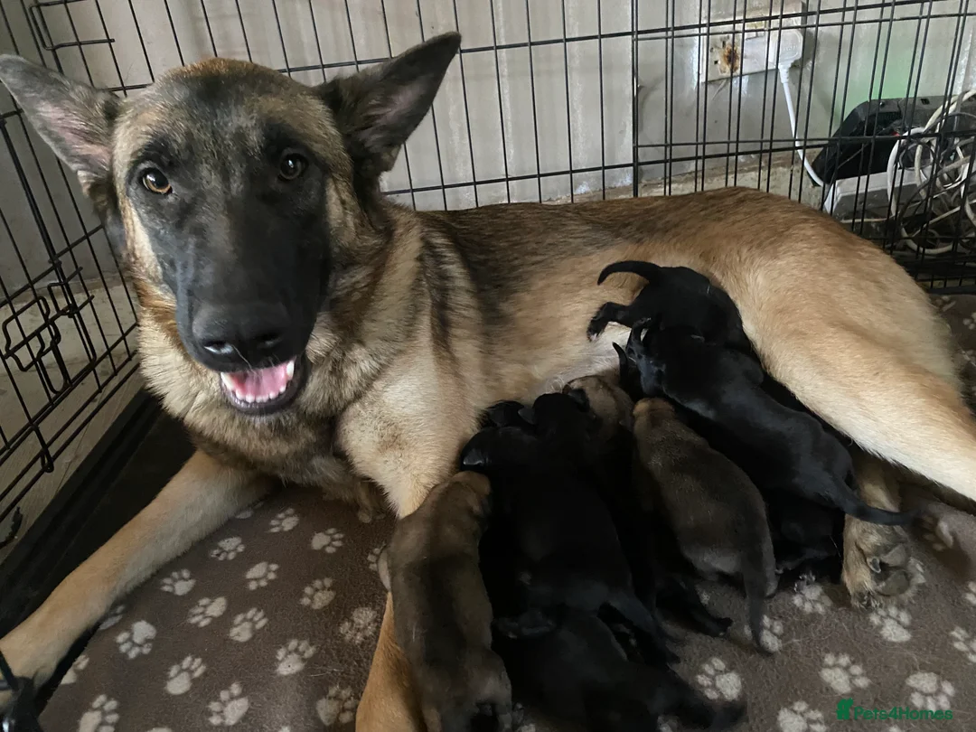 Belgian Shepherd Dog dogs for sale: Belgian Malinois Puppie’s ! - Advert 8