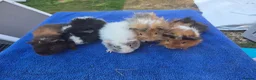 Guinea Pig rodents for sale: Baby Funky and Teddy type Boy Guinea Pigs - Advert 1