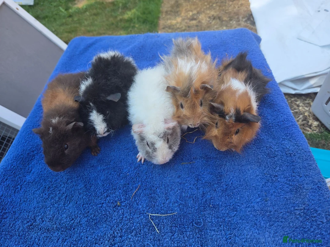 Guinea Pig rodents for sale: Baby Funky and Teddy type Boy Guinea Pigs - Advert 1
