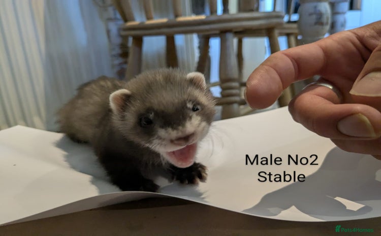 Ferret rodents - Advert 5