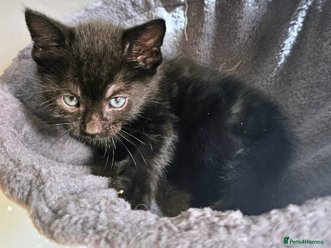 Mixed Breed cats for sale: Adorable kittens looking for new homes  - Image 4
