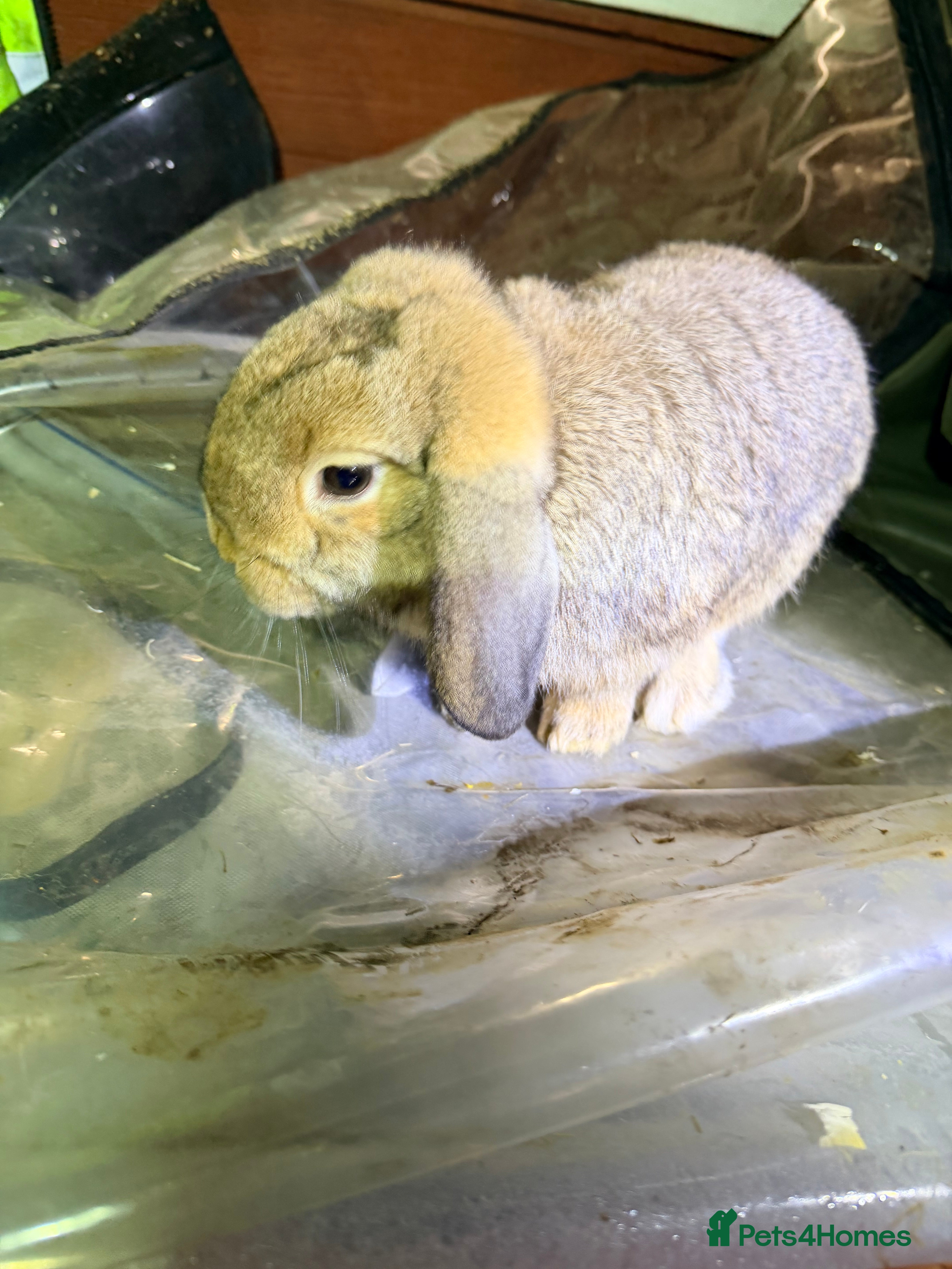 Mini Lop rabbits I am selling 4 bunnies  - Advert 9