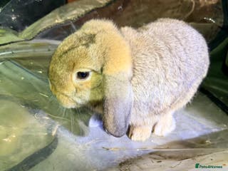 Mini Lop rabbits I am selling 4 bunnies - Advert 16