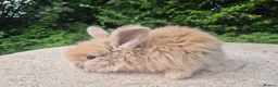 Angora rabbits for sale: 🌟STUNNING ANGORA BABIES- maxi full face 🌟 - Advert 21
