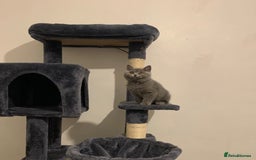 British Shorthair cats for sale: STUNNING BRITISH SHORTHAIR KITTENS  - Image 11