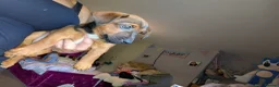 Jack Russell dogs for sale: Trad short legged/haired Jack Russel  - Advert 20