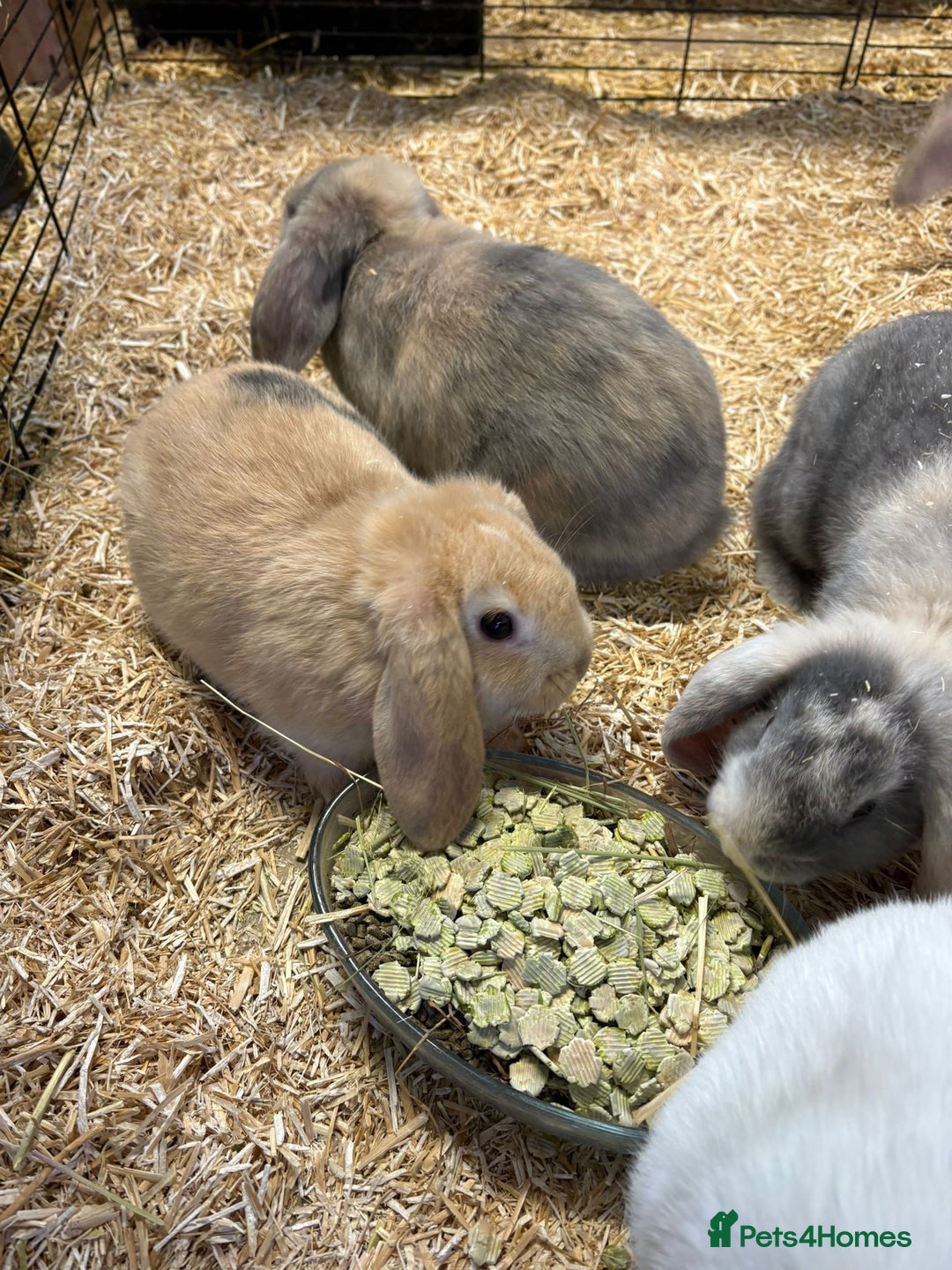 Mini Lop rabbits for sale: 🐰 Beautiful Mini Lop Ear Rabbits Available🐰 - Advert 8