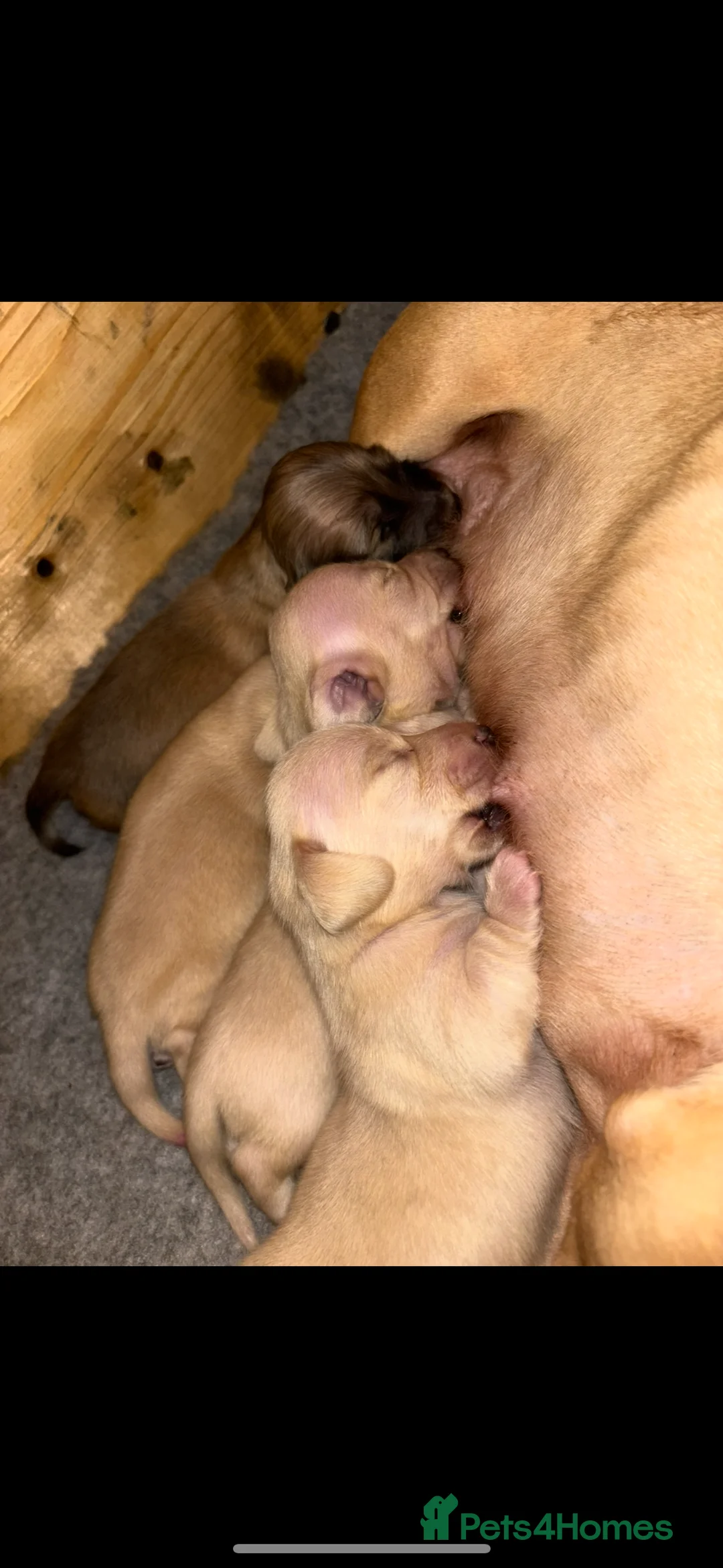 Miniature Dachshund dogs for sale: Cream miniature dachshunds-Petal’s Perfect Puppies - Advert 17