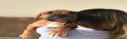 Mixed Breed dogs for sale: LAST ONE Mastiff Bordeaux Puppies  - Advert 5
