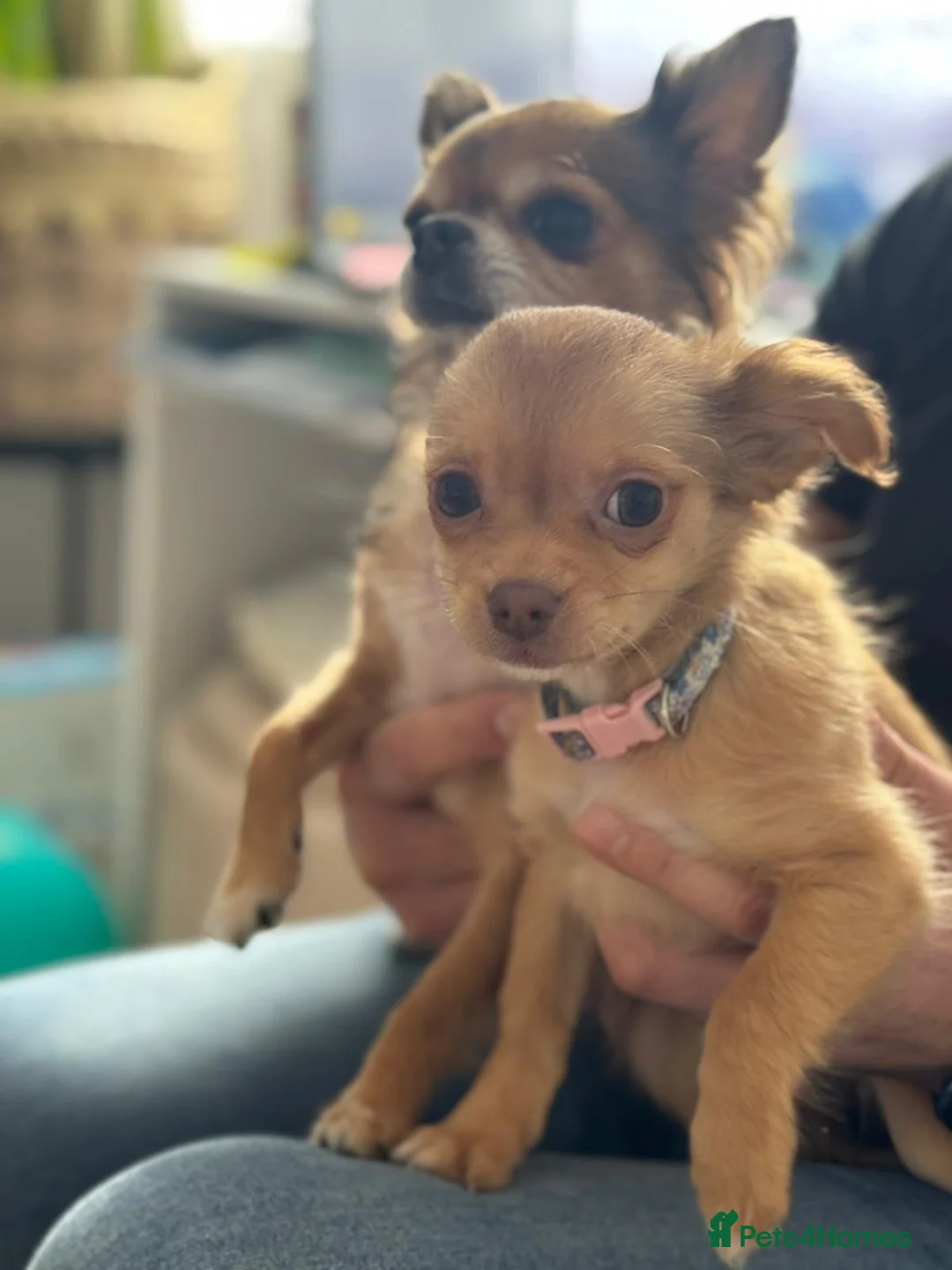 Chihuahua dogs for sale: 🐾 Long-Haired Chihuahua Puppy–Deer Head 🐾 - Advert 9