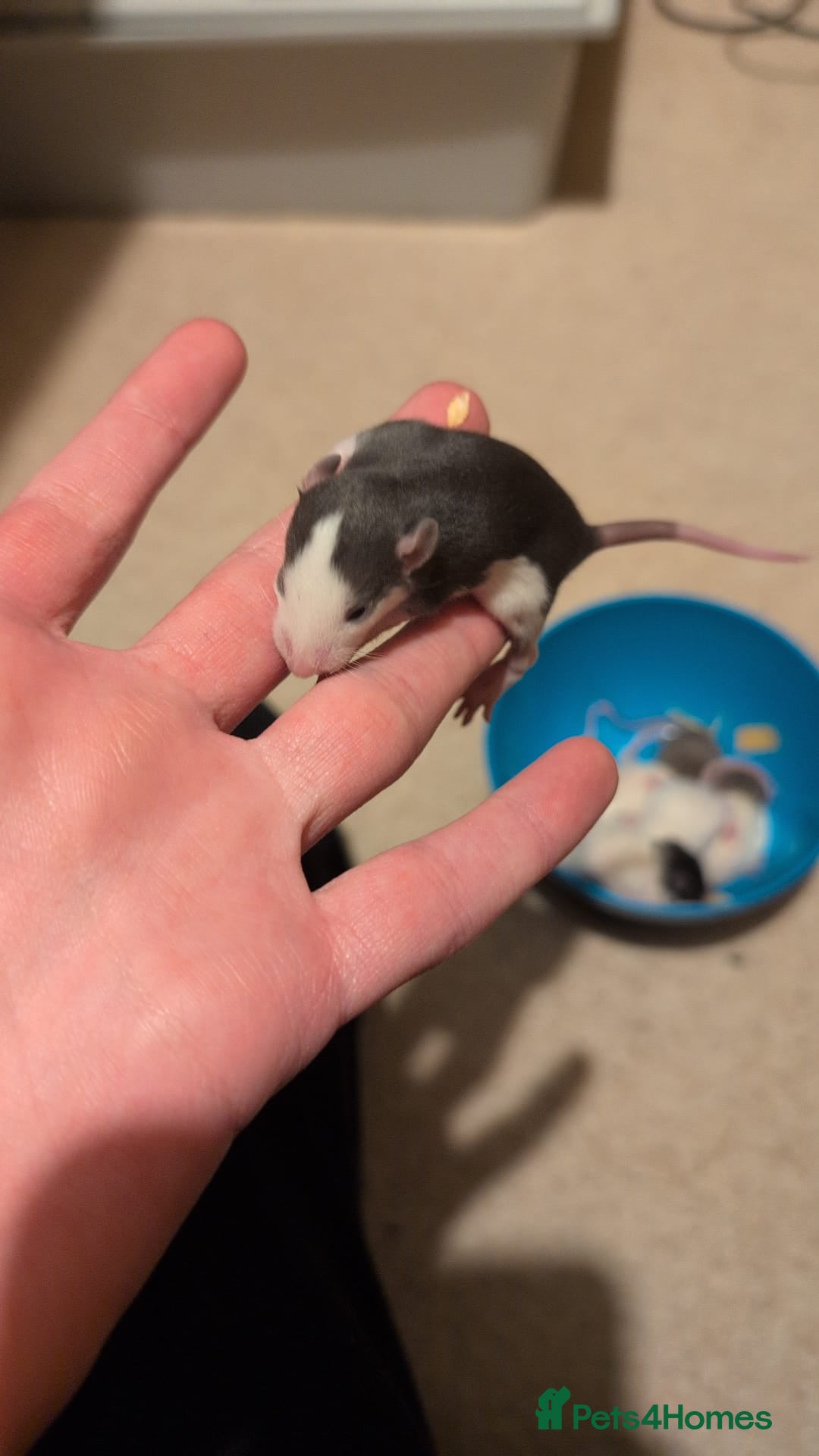 Rat rodents Multiple different Breeds, hand tame rats - Advert 1