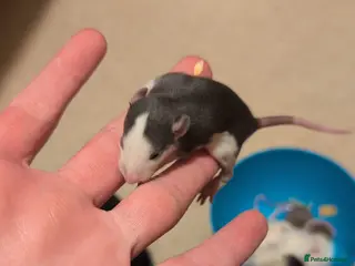 Rat rodents Multiple different Breeds, hand tame rats - Advert 1