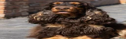 Cocker Spaniel dogs for sale: Exceptional KC Registered Show Cocker Spaniels - Advert 2