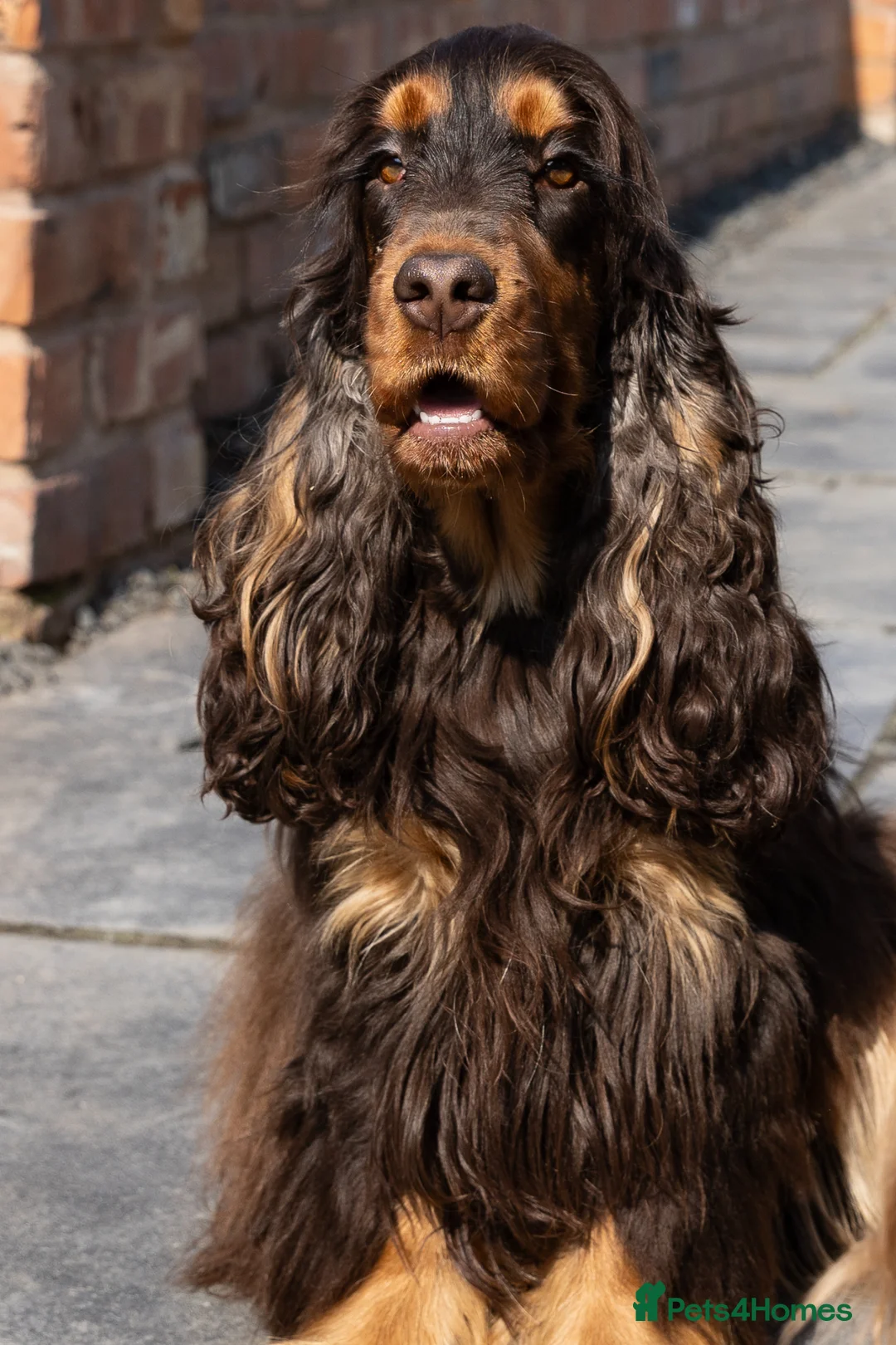 Cocker Spaniel dogs for sale: Exceptional KC Registered Show Cocker Spaniels - Advert 2
